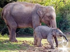 झारखंड के दलमा में वन्यजीवों की वापसी: 38 हाथियों का झुंड पुराने रास्ते से पहुंचा