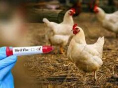 बर्ड फ्लू की आशंका से हड़कंप: बिलासपुर में AIIMS विशेषज्ञ तैनात, आसपास के गांवों में जांच अभियान तेज