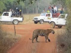 जंगल सफारी में बदला मेन्यू: टाइगर जोड़ी ने खाया चिकन, सांपों को 17 दिन बाद मिला भोजन