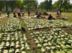 वन उपज सीजन शुरू: 16 लाख बोरा तेंदूपत्ता तोड़ाई, समितियों को सौंपी जिम्मेदारी