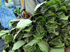 वनोपज से सशक्तिकरण: तेंदूपत्ता संग्रहण से 31,000 परिवारों को मिलेगा सहारा, तैयारियां पूरी