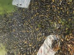 शराब की बोतलों ने मुरैना के नाले को घेर लिया, लोगों में मचा हड़कंप