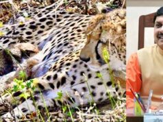 कूनो में खुशखबरी: मादा चीता गामिनी ने दिए 4 शावकों को जन्म, मुख्यमंत्री डॉ. यादव ने दी बधाई