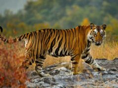 54 बाघों की मौत के बाद सिस्टम में हड़कंप, रिजर्व के बाहर मिलेगा स्पेशल प्रोटेक्शन, जानें नई TOTR स्कीम