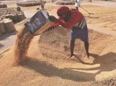 ग्वालियर में 14 हजार से ज्यादा किसान बेचेंगे गेहूं, मिलेगा सरकारी समर्थन मूल्य