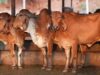 गाय संरक्षण पर सख्ती से बढ़ी अर्थव्यवस्था, यूपी में 36 हजार गिरफ्तारियां