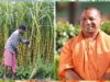 यूपी सरकार का बड़ा तोहफा! गन्ना किसानों को मिला 3.21 लाख करोड़ रुपये से ज्यादा भुगतान