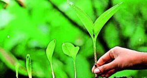 वन विभाग की नई योजना, मानसून से पहले ही शुरू होगा पौधरोपण अभियान