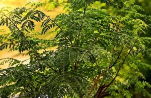 शमी का पौधा: घर में लगाने से दूर होते हैं वास्तु दोष और बढ़ती है समृद्धि
