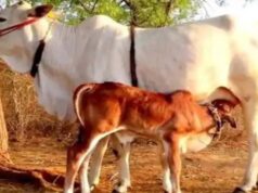गो सेवा से समृद्धि: यूपी की डेयरी सेक्टर बनी ग्रामीण अर्थव्यवस्था की रीढ़