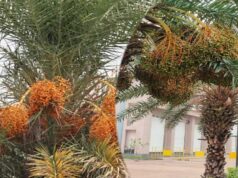 रायपुर: छिंद के बीजों से तैयार हर्बल कॉफी, बस्तर की वैश्विक पहचान बनी