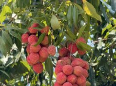 वैज्ञानिक उपलब्धि से मिला किसानों को आर्थिक संबल