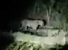 बाघ की दहशत से सहमे ग्रामीण, सूखी सेवनिया क्षेत्र में 15 दिन से बढ़ा खतरा