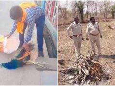वीडियो वायरल होने के बाद बढ़ा विवाद, सामान्य शव वाहन में ले जाए गए मोर पर सवाल