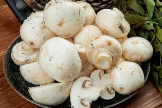 वैश्विक तनाव ने बढ़ाई किसानों की मुश्किलें, अमृतसर में मशरूम उद्योग पर संकट गहराया
