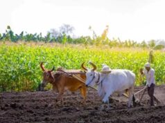 51 लाख किसानों को 45 हजार करोड़ से अधिक का सीधा लाभ