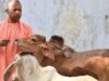 गांव-गांव बदल रही तस्वीर! गौ संरक्षण के जरिए योगी सरकार बढ़ा रही किसानों की आमदनी