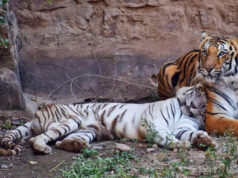 Gwalior Zoo News: CDV संक्रमण के खतरे के बीच मीरा के तीनों शावकों को नहीं मिलेगा खुला बाड़ा, पर्यटकों का इंतजार बढ़ा