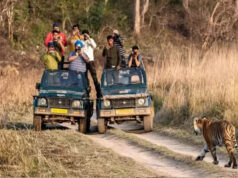 मध्य प्रदेश के टाइगर रिजर्व में टूटा पर्यटन का रिकॉर्ड, 10 लाख से अधिक पर्यटक पहुंचे; मंगलवार से बंद रहेंगे पार्क