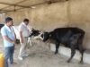 खेती के साथ कमाई का मजबूत विकल्प बना डेयरी व्यवसाय, विभाग दे रहा हर संभव सहयोग