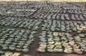 Bastar News: तेंदूपत्ता खरीदी ने रचा इतिहास, 50 हजार संग्राहकों की दूरी बनी चिंता का विषय
