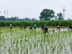 मानसून बना किसानों का सहारा, झारखंड के खेतों में लौटी हरियाली और उम्मीद