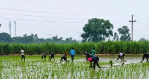मानसून बना किसानों का सहारा, झारखंड के खेतों में लौटी हरियाली और उम्मीद