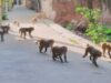 बंदरों के आतंक से कचरा संकट तक, नगर निगम बैठक में लिए गए कई अहम निर्णय