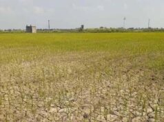 38 प्रतिशत कम बारिश से खरीफ संकट में, धान बुआई प्रभावित हुई