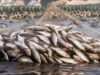 Fish Farming Subsidy: बिहार में मछली पालन के लिए 60% अनुदान, जानें आवेदन की अंतिम तिथि
