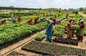 उप्र में हरियाली की बड़ी तैयारी! 2600 से अधिक नर्सरियों में 57.62 करोड़ पौधे रोपण के लिए तैयार