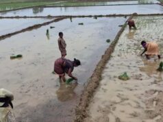 मानसून की बारिश से खिले किसान, खेतों में शुरू हुई धान रोपाई