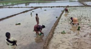मानसून की बारिश से खिले किसान, खेतों में शुरू हुई धान रोपाई