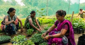 गुणवत्तापूर्ण पौधों से बढ़ रही आय और आत्मनिर्भरता