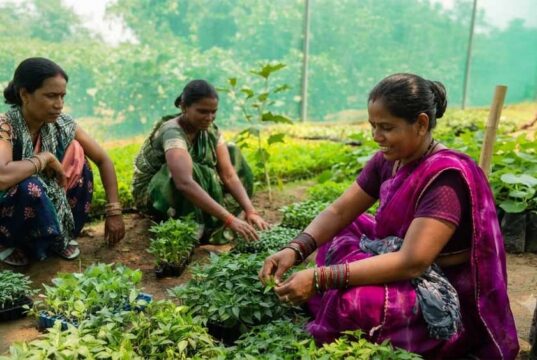 गुणवत्तापूर्ण पौधों से बढ़ रही आय और आत्मनिर्भरता