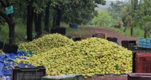 एग्री-टूरिज्म का नया गढ़ बना छत्तीसगढ़ का शिमला मैनपाट
