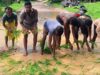 गड्ढों में धान की रोपाई कर फूटा ग्रामीणों का गुस्सा, सड़क निर्माण की मांग तेज
