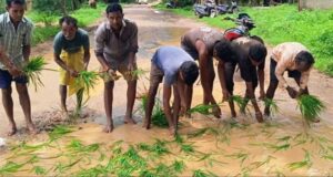 गड्ढों में धान की रोपाई कर फूटा ग्रामीणों का गुस्सा, सड़क निर्माण की मांग तेज