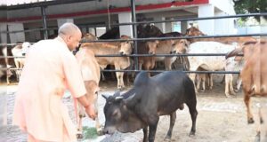 अब प्रतियोगिता से निखरेंगी गोशालाएं, उत्कृष्ट मॉडल को मिलेगा पुरस्कार