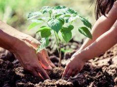 पौधरोपण के लिए 2336 स्थल पर 11325 हेक्टेयर में लगेंगे पौधे