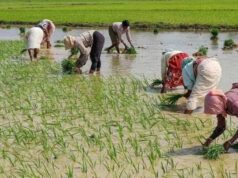 अलनीनो की आशंका के बीच झारखंड में अच्छी बारिश, 83% से ज्यादा धान का आच्छादन