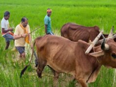 मुख्यमंत्री ने कहा – किसान परिवार से होने के नाते खेती मेरे लिए केवल आजीविका नहीं, जीवन का संस्कार