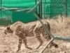 21 दिन बाद जंगल में मिली लापता चीता निर्वात, लोकेशन ट्रेस कर बाड़े में वापस लाई गई