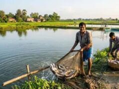 किसानों के लिए कमाई का नया रास्ता, झींगा पालन पर मिलेगा बड़ा अनुदान