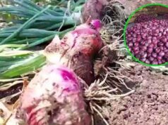 त्योहारी सीजन से पहले महंगी हुई प्याज, एक महीने में 17% बढ़े दाम; सितंबर में सरकार देगी राहत