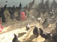 वैज्ञानिक कुक्कुट पालन से किसानों को मिला अतिरिक्त आय का अवसर
