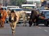 निराश्रित गौवंश संरक्षण के लिए सरकार की बड़ी पहल, गौधाम योजना का तेजी से बढ़ रहा दायरा