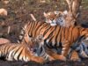 अचानकमार टाइगर रिजर्व में बढ़ी बाघों की आबादी, मध्य प्रदेश से पहुंचे बाघों ने निभाई अहम भूमिका