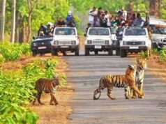 कान्हा में जंगल सफारी के नियम बदले, HSRP नंबर प्लेट वाले वाहन ही होंगे मान्य; दस्तावेजों की होगी जांच