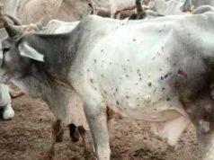 लंपी वायरस की रोकथाम के लिए योगी सरकार अलर्ट, 25 जिलों में 606 टीमें तैनात